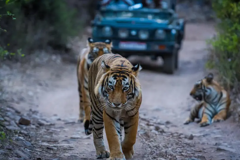 Pushkar To Ranthambore Distance